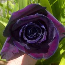 100 Dark Purple Rose Bush Seeds For Planting, Rose Bush Seeds Flowers For Cultivation