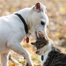 Custom Dog Tags Pendant, Personalised Cat Dog Puppy Pet ID Name Pendants, Collar Tag Pendant Pet Accessories Cat's Paw Shape Pendant, Prevention Of Accidental Loss Perfect Gift For Your Pet - Multicolor - View 9