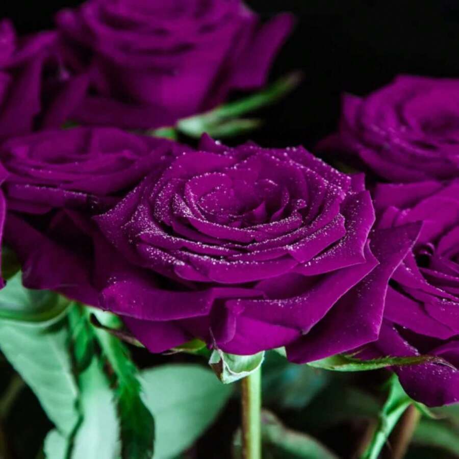 100 Dark Purple Rose Bush Seeds For Planting, Rose Bush Seeds Flowers To Grow