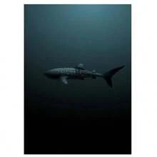 1 Pc Optional Frame Posters Wall Arts Classical Vintage Giant Creatures In The Ocean Canvas Painting Wall Decor Manta Ray Turtle Whale Shark Art Poster Print Picture ﻿