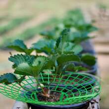 Strawberry Stands With 3 Sturdy Legs, Growing Racks, Protector Frame, Cage Holder, Mold, Rot Dirt, 5pcs 10Pcs