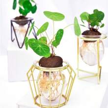 Small Stephanie Seporta Seeds Set Suitable For Soil Hydroponic Professional Planting Gardening And Landscape Cultivation Beautify The Environment