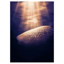 1 Pc Optional Frame Posters Wall Arts Classical Vintage Giant Creatures In The Ocean Canvas Painting Wall Decor Manta Ray Turtle Whale Shark Art Poster Print Picture ﻿