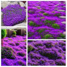 15000 Pcs/Bag Creeping Thyme Seeds Or Multi-Color ROCK CRESS Seeds - Perennial Flower Seeds Ground Cover Flower Garden Decoration
