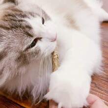 5pcs/Set Cat Silvervine Stick, Natural Silvervine Cat Chew Toy, Helps Clean Cats' Teeth, Suitable For All Cats - Coffee Brown - View 9