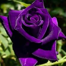 100 Dark Purple Rose Bush Seeds For Planting, Rose Bush Seeds Flowers To Grow