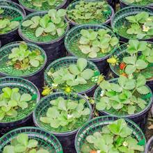 Strawberry Stands With 3 Sturdy Legs, Growing Racks, Protector Frame, Cage Holder, Mold, Rot Dirt, 5pcs 10Pcs