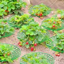 Strawberry Stands With 3 Sturdy Legs, Growing Racks, Protector Frame, Cage Holder, Mold, Rot Dirt, 5pcs 10Pcs