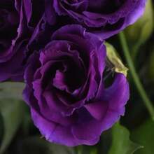 100 Dark Purple Rose Bush Seeds For Planting, Rose Bush Seeds Flowers To Grow