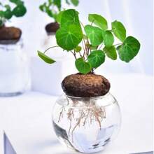 Small Stephanie Seporta Seeds Set Suitable For Soil Hydroponic Professional Planting Gardening And Landscape Cultivation Beautify The Environment