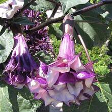 263pcs Blumencia Purple Jasmine Seeds, Potted Dwarf Pine Seedlings, Angel Flower Seeds - 263 - 查看 3