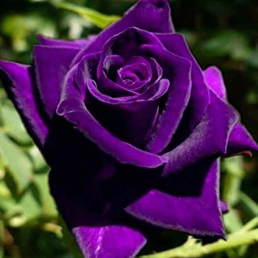 100 Dark Purple Rose Bush Seeds For Planting, Rose Bush Seeds Flowers For Cultivation