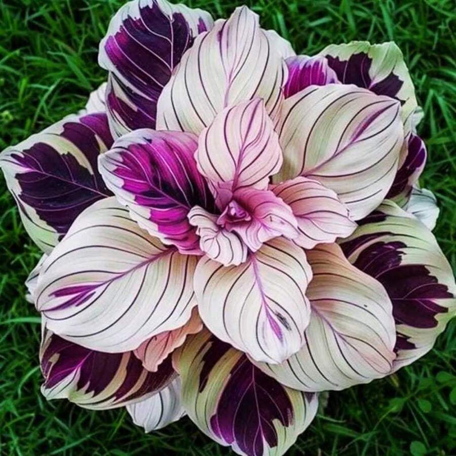 Ready To Plant Hosta Seeds, Herb Seeds, Perennial Flower Seeds, Potted Plants