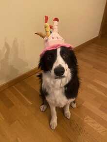 2pcs/Set Pet Birthday Party Decoration Set, Birthday Hat + Cake Toy Dual-Use, Suitable For Cats & Dogs, Ins Style Birthday Photo Props - Multicolor - View 7