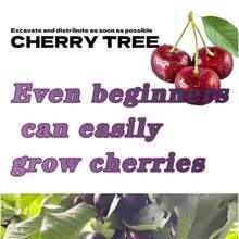Cherry Seedlings Are Planted In Four Seasons And Bear Fruit In The Same Year.They Are Suitable For Garden/Balcony/Potted/Ground Cultivation.Women's Clothing