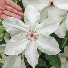 Heirloom Clematis 'Schöne Braut' Garden Seeds - 100+ Non-GMO Flower Seeds For Beautiful Flowers