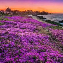 15000 Pcs/Bag Creeping Thyme Seeds Or Multi-Color ROCK CRESS Seeds - Perennial Flower Seeds Ground Cover Flower Garden Decoration