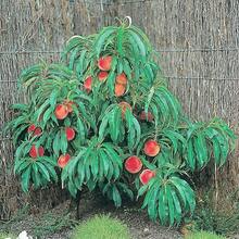 200 Pieces Peach Seeds Dwarf NonGMO Fruit Tree Seeds For Small Gardens Easy Care Ideal For Outdoor Gardening