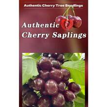 Cherry Seedlings Are Planted In Four Seasons And Bear Fruit In The Same Year.They Are Suitable For Garden/Balcony/Potted/Ground Cultivation.Women's Clothing