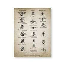 1 件复古蜜蜂海报大黄蜂苍蝇印刷昆虫插图昆虫学墙艺术帆布画教育科学墙面装饰无框可选框架 - 多色 - 查看 23