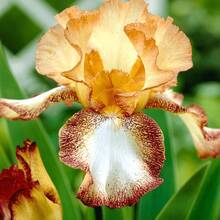 Semillas de orquídea iris, decoración de jardín para plantar flores al aire libre, plantas, frutas y verduras, adecuadas para amantes de las plantas como regalo de la naturaleza. - 50 piezas/semilla - Ver 5