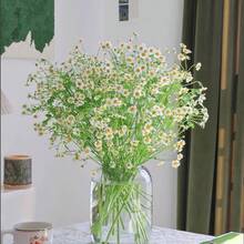 Semillas de Jardín de Hierbas de Manzanilla Romana, Paquete de Semillas de Manzanilla 0.5 G, Flores Adorables con una Fragancia Encantadora, Semillas de Primavera Amigables para los Polinizadores - 1 paquete - Ver 5
