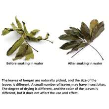 30/40pcs Turtle Lizard Aquarium Dragon Eye Leaves, Fish Tank Plant For Water Quality PH Regulation, Prevent Turtle Skin Rot, Provide Hiding Place