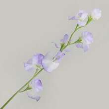 Set de 5 piezas/3 piezas/1 pieza Arreglo de flores artificiales, pieza central decorativa con flor de guisante artificial vibrante con toque realista, corona DIY para boda y fiesta, decoración floral para el regreso a clases