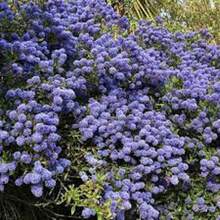 45 Creeping Mountain Lilac Seed Seeds Lilacs Evergreen Shrub Striking Landscaping Plant Attract Butterflies And Bees Exotic Charm Suitable For Gifts - Variant1 - View 5