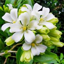 100 Pieces Jasmine Flower Seeds Fragrant Plant Four Seasons Evergreen Silver Jasmine Garden Balcony Climbing Flower