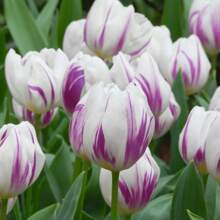 10 Stück brennende Flaggen-Tulpenzwiebeln mehrjährige Blumensamen für den Innen- und Außenbereich Gartenpflanzung Tulpenblumenzwiebeln Bodenkultur Hydroponische Blumen Herbst- und Winterpflanzung
