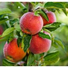 Free Extra 500 Seeds/Organic Heirloom Mix Dwarf Bonsai Fruit Tree Seeds, 4 Pack 300 Lemon, Cherry, Orange, Apple Seeds Plants Live   Vegetable Seeds Seeds Hosta Plants Live Plants Plants Gardening Flower Seeds Plant Flowers For Outside Semillas De Flores Para Sembrar Gardening  All  Live Plants Not Seeds Live Plants  Plants For Outside Mosquito Repellent Outdoor Garden Perennial Plants Seeds For Planting Live Plants  Not Seeds Perennial Flower Seeds Plant Seeds - 300pcs - View 6