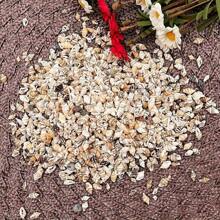 1 pieza/30g-60g Pequeña mezcla de conchas marinas naturales, adecuadas para decoración del hogar, decoración de sobremesa, acuario y fondo de terrario, reemplazo de concha para cangrejos ermitaños