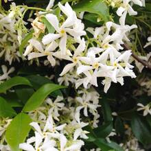 100 Pieces Jasmine Flower Seeds Fragrant Plant Four Seasons Evergreen Silver Jasmine Garden Balcony Climbing Flower