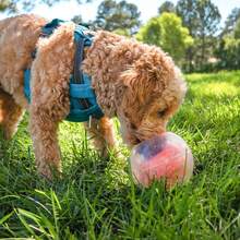Outward Hound By Nina Ottosson A-Maze Ball Dog Treat Puzzle Ball, Level 2 Intermediate, Green - Tiếng chó sủa (màu cam) - Xem 8