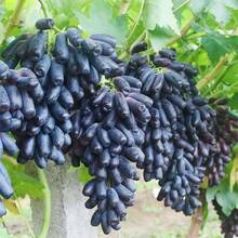 200 Pieces Finger Grape Seeds For Cultivation - Grape Fruit Seeds Heirloom Outdoor Fruit Plants - 200 - 查看 3