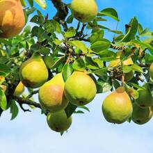 Semillas de Árbol de Pera - Paquete de 35 Semillas, Plantación para Jardinería en Casa - Semillas de Herencia, Gran Regalo para Jardín en Casa, Árbol Productor de Frutas - 35 - Ver 3