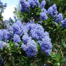45 Creeping Mountain Lilac Seed Seeds Lilacs Evergreen Shrub Striking Landscaping Plant Attract Butterflies And Bees Exotic Charm Suitable For Gifts - Variant1 - View 1