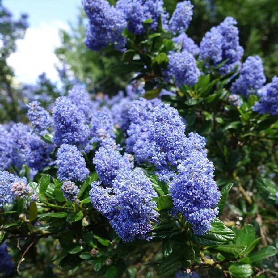 45 Creeping Mountain Lilac Seed Seeds Lilacs Evergreen Shrub Striking Landscaping Plant Attract Butterflies And Bees Exotic Charm Suitable For Gifts - Variant1 - View 1
