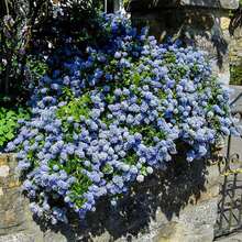 45 Creeping Mountain Lilac Seed Seeds Lilacs Evergreen Shrub Striking Landscaping Plant Attract Butterflies And Bees Exotic Charm Suitable For Gifts - Variant1 - View 6