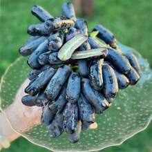 200 Pieces Finger Grape Seeds For Cultivation - Grape Fruit Seeds Heirloom Outdoor Fruit Plants - 200 - 查看 1