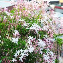 100 Pieces Jasmine Flower Seeds Fragrant Plant Four Seasons Evergreen Silver Jasmine Garden Balcony Climbing Flower