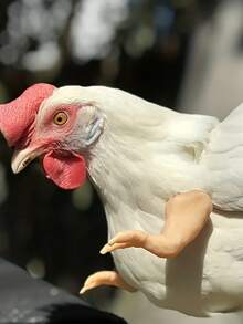 1pc Funny Prank Realistic Dinosaur Chicken Arm Toy, Novelty Gag Prop For Decoration, Pet Photo Shoot, Halloween, Unique Gift - Integrated - View 4