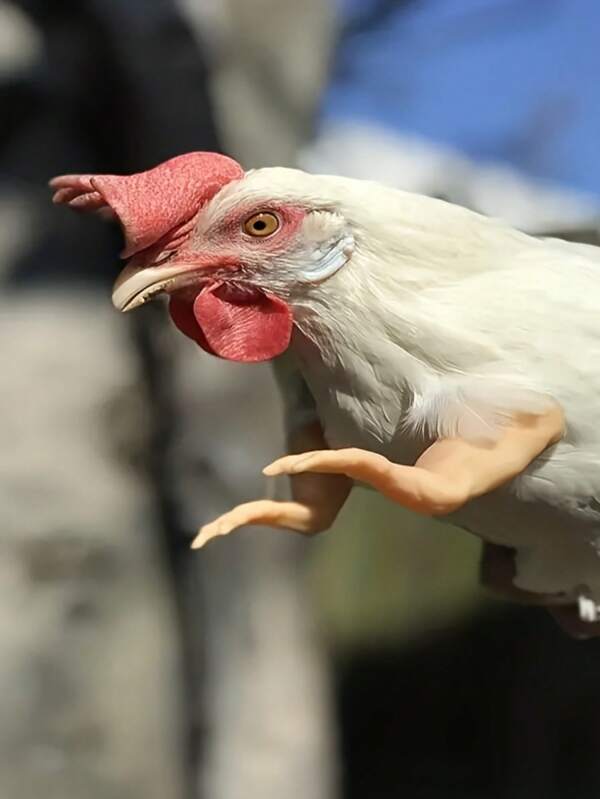 Gag "Funny Prank" Dinosaur Chicken Arm Prop, Pet Amusing Decor, Realistic Chicken Forearm Model, Photo Prop, Unique Halloween Gift