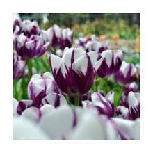 10 Stück brennende Flaggen-Tulpenzwiebeln mehrjährige Blumensamen für den Innen- und Außenbereich Gartenpflanzung Tulpenblumenzwiebeln Bodenkultur Hydroponische Blumen Herbst- und Winterpflanzung