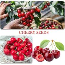 Free Extra 500 Seeds/Organic Heirloom Mix Dwarf Bonsai Fruit Tree Seeds, 4 Pack 300 Lemon, Cherry, Orange, Apple Seeds Plants Live   Vegetable Seeds Seeds Hosta Plants Live Plants Plants Gardening Flower Seeds Plant Flowers For Outside Semillas De Flores Para Sembrar Gardening  All  Live Plants Not Seeds Live Plants  Plants For Outside Mosquito Repellent Outdoor Garden Perennial Plants Seeds For Planting Live Plants  Not Seeds Perennial Flower Seeds Plant Seeds - 300pcs - View 3