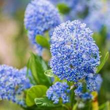 45 Creeping Mountain Lilac Seed Seeds Lilacs Evergreen Shrub Striking Landscaping Plant Attract Butterflies And Bees Exotic Charm Suitable For Gifts - Variant1 - View 2