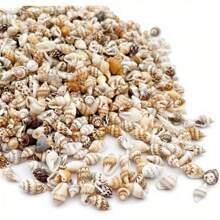 1 pieza/30g-60g Pequeña mezcla de conchas marinas naturales, adecuadas para decoración del hogar, decoración de sobremesa, acuario y fondo de terrario, reemplazo de concha para cangrejos ermitaños