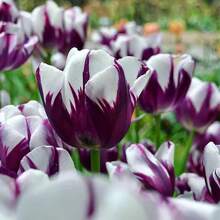10 Stück brennende Flaggen-Tulpenzwiebeln mehrjährige Blumensamen für den Innen- und Außenbereich Gartenpflanzung Tulpenblumenzwiebeln Bodenkultur Hydroponische Blumen Herbst- und Winterpflanzung