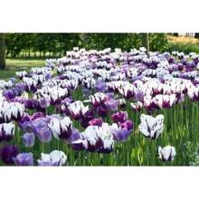 10 Stück brennende Flaggen-Tulpenzwiebeln mehrjährige Blumensamen für den Innen- und Außenbereich Gartenpflanzung Tulpenblumenzwiebeln Bodenkultur Hydroponische Blumen Herbst- und Winterpflanzung